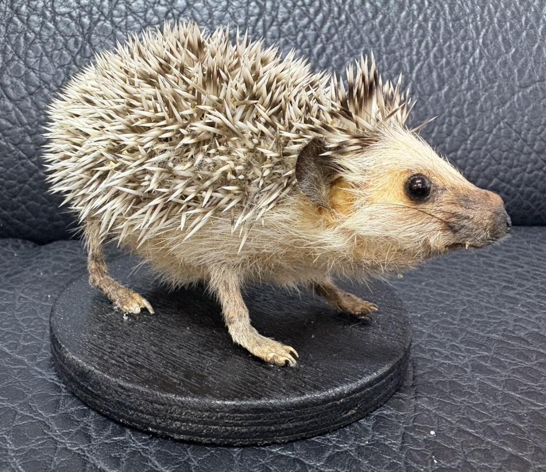 ヨツユビハリネズミ (Four-toed hedgehog) 剥製 - メルカリ