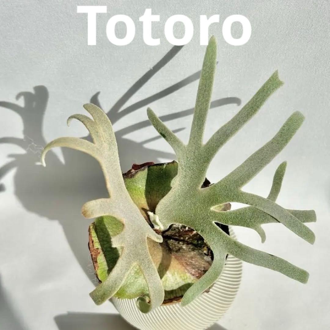 【メルカリ便】P. Willinckii Totoro' （spore）【98】 P.Yellow Moon Dwarf Totoro' （spore）【98】 - メルカリ