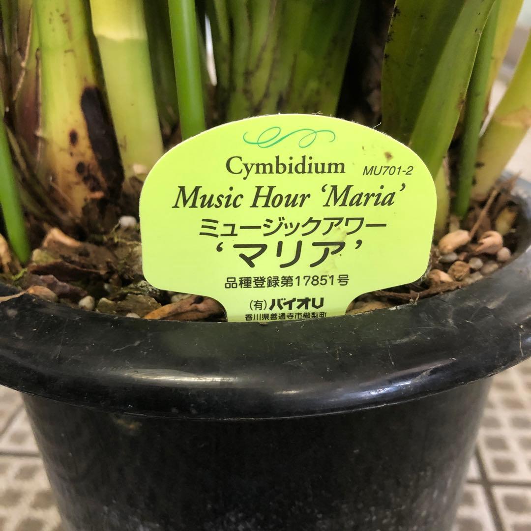 まさまる