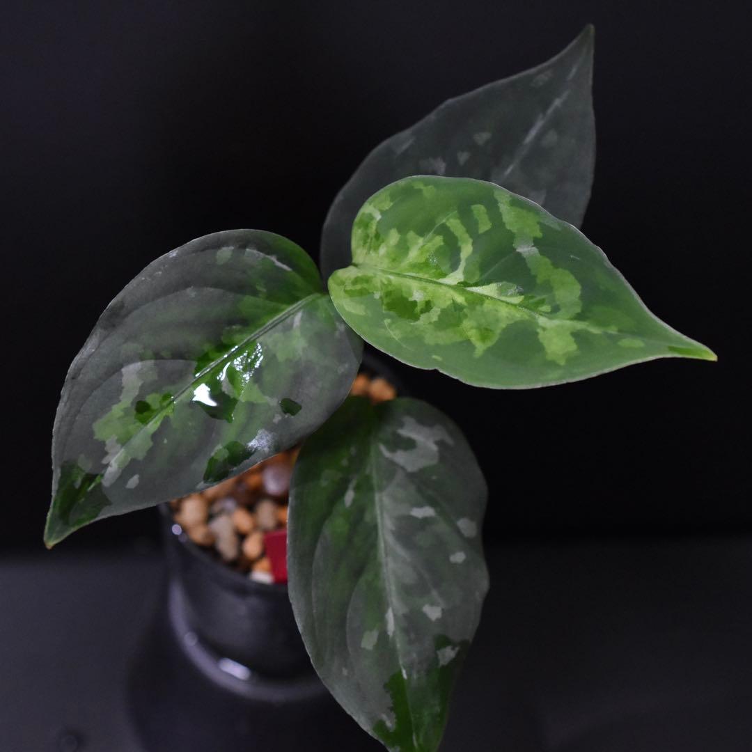 LA便 アグラオネマ ピクタム Aglaonema【LA0514-4T】 - メルカリ