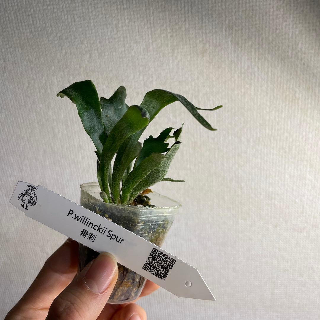 P. Willinckii Spur(TC) - メルカリ