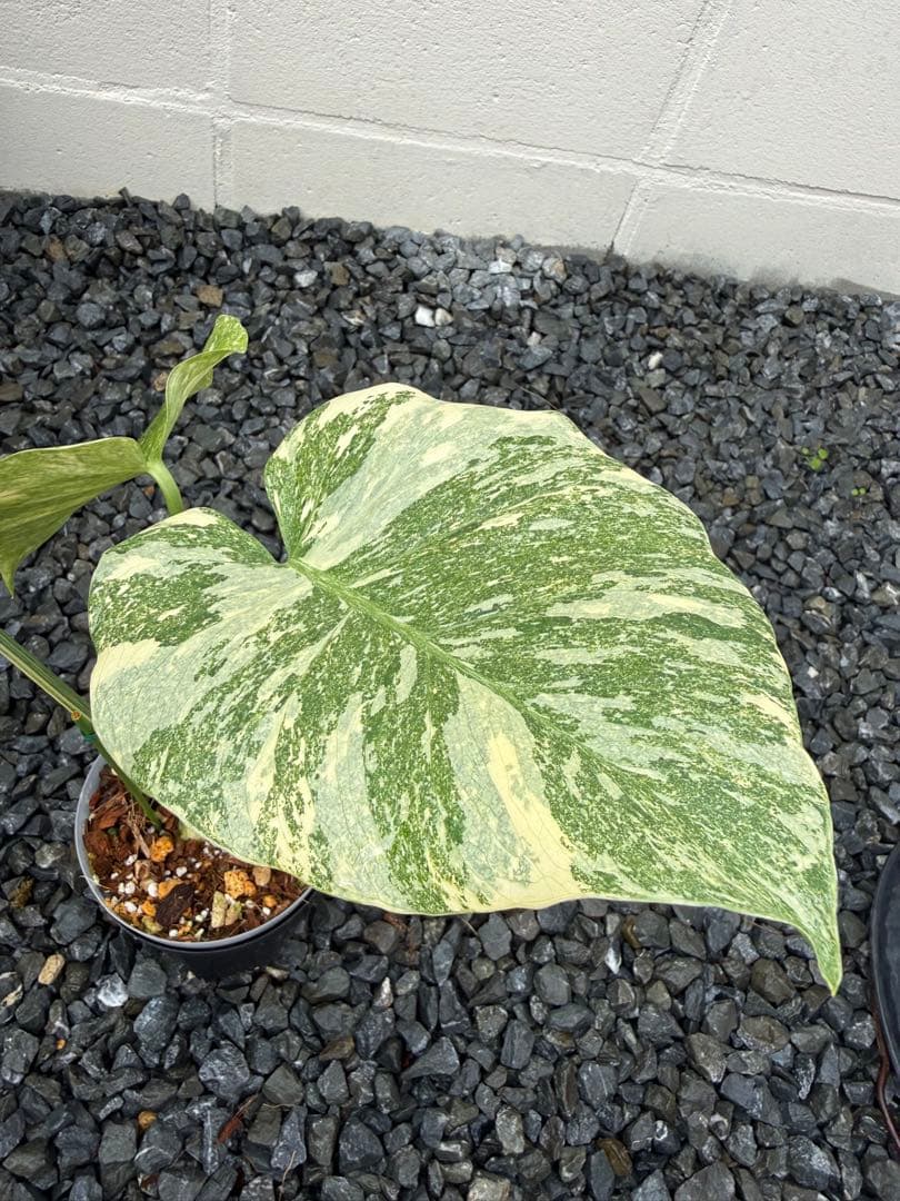 超希少な　モンステラ デリシオーサ ダイアモンド　レガシー　斑入り　トップカット モンステラ・レガシー / Monstera deliciosa 'Legacy'⑤ | tokyoplants