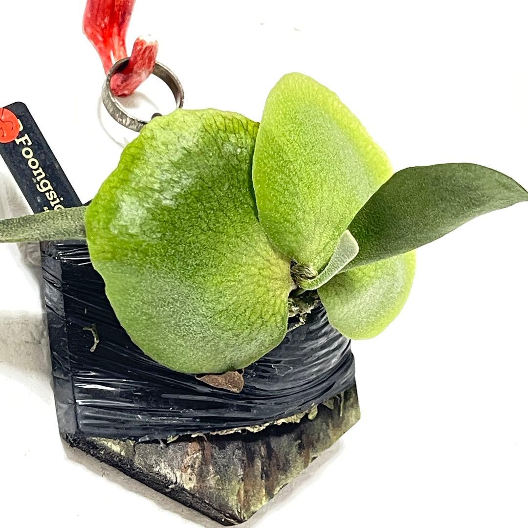 フーンシキ P.Foongsiqi ビカクシダ 胞子培養株55 - メルカリ