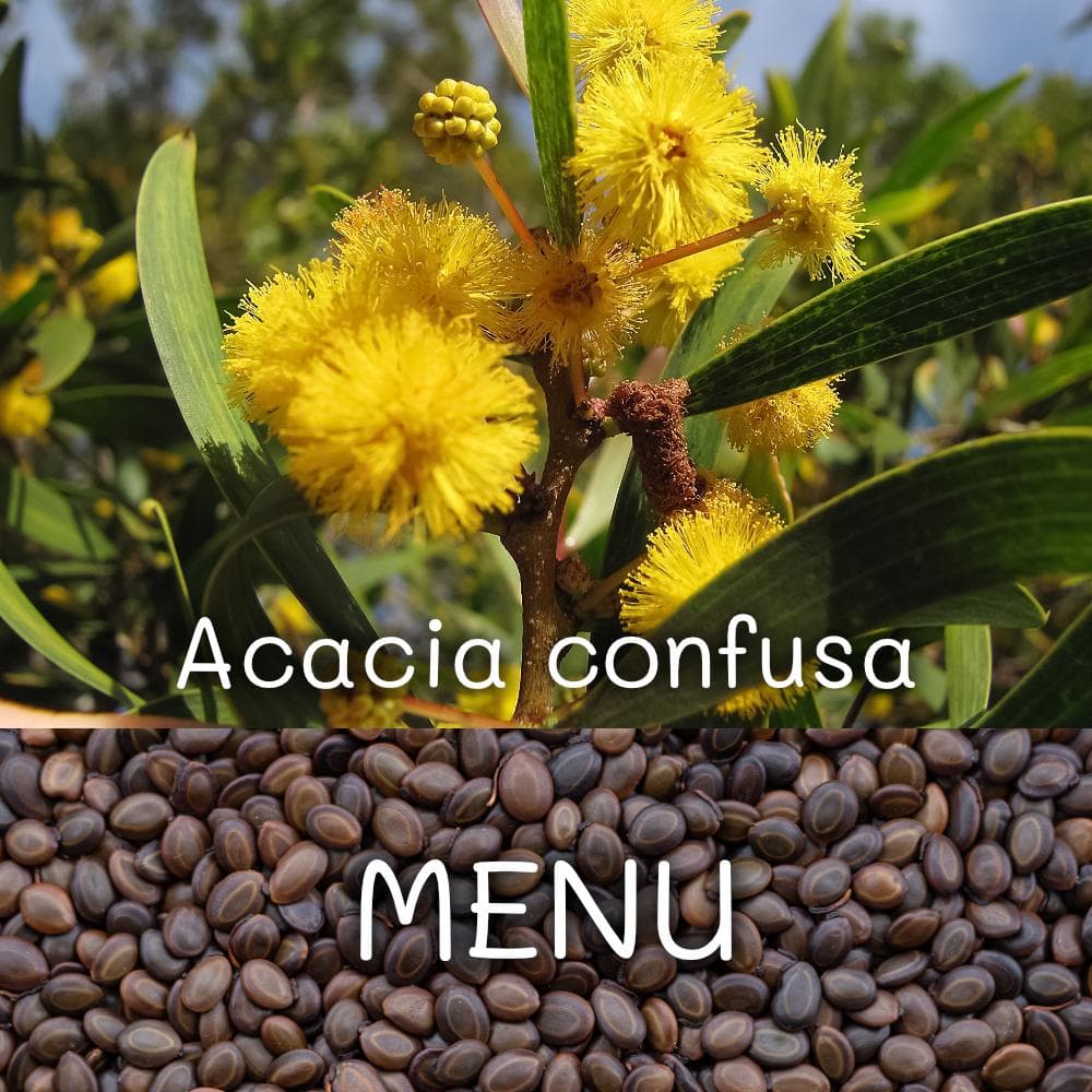 10粒~ Acacia Confusa 種子 MENU - メルカリ
