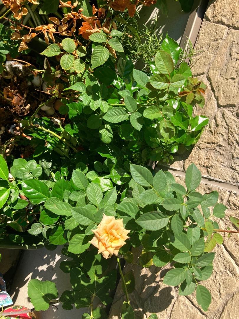 切り花　バラ苗　6号鉢 国華園オンラインショップ / バラ苗 つるバラ レオナルドダヴィンチ 6