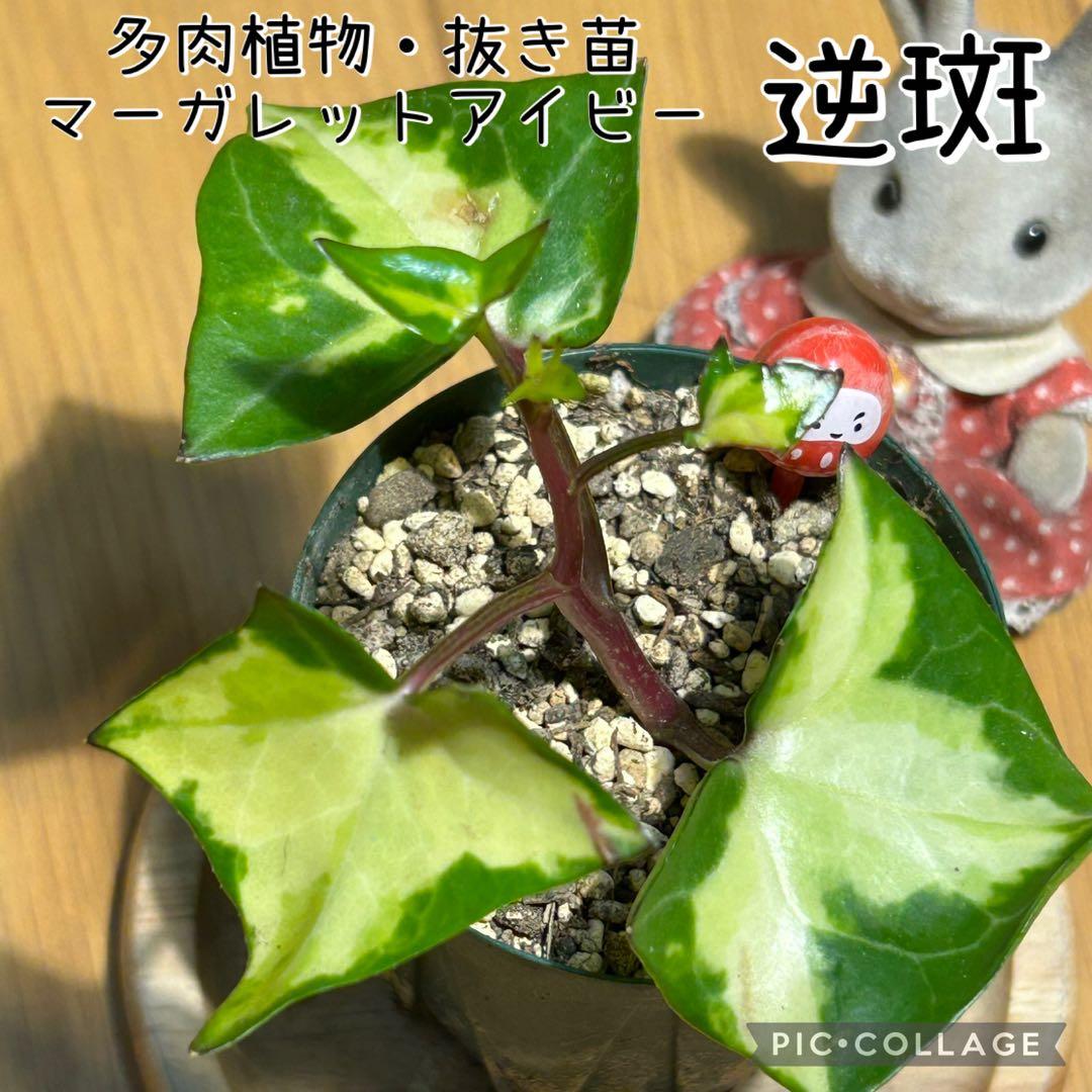 多肉植物 逆斑入りマーガレットアイビー 抜き苗 根付き だるまさん