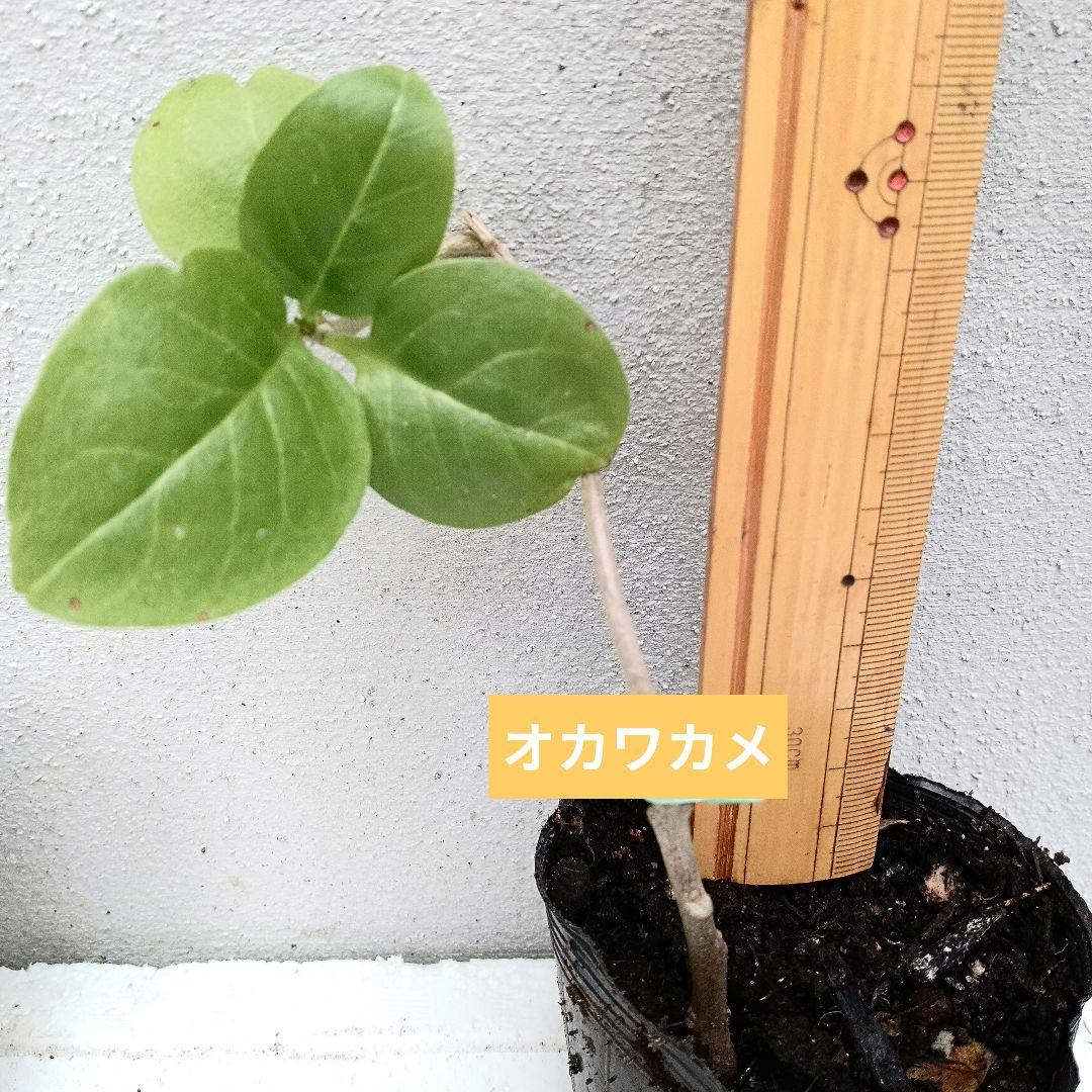 オカワカメ 抜き苗 現品 B - メルカリ