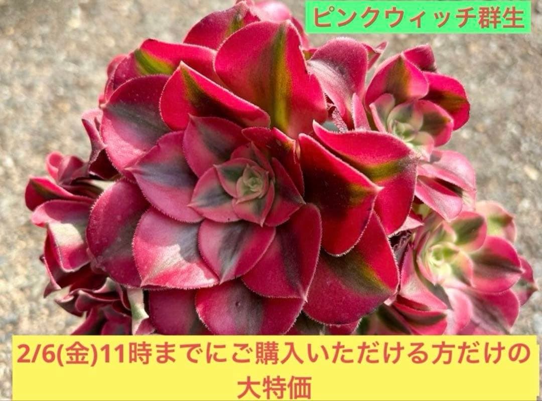大特価！1111円 ピンクウィッチ群生株 アエオニウム カット苗 ランダム
