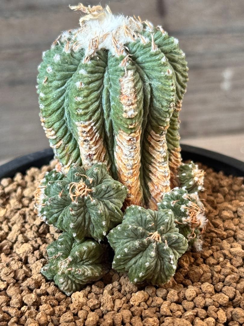 【希少品種】花籠 Aztekium ritteri アズテキウム リッテリー isla del pescado - Aztekium ritteri-アズテキウム・リッテリ（花籠）