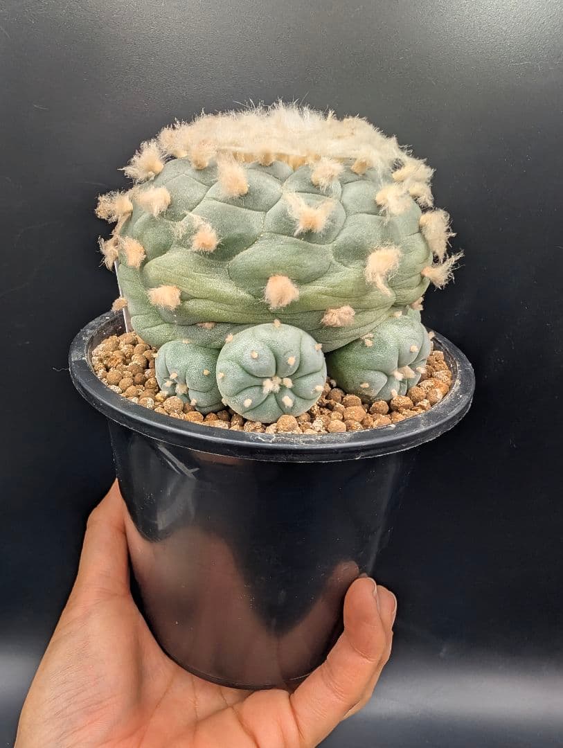サ*生様 銀冠玉 実生 鉢植え メルカリ便送料込み - メルカリ