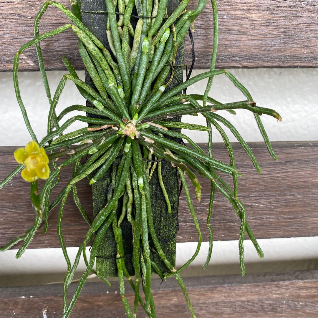 確認用 多肉植物リトープス/コノフィツム 荒玉系 コールナンバー付き