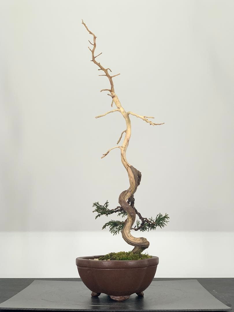 ジンシャリ芸 劉鵬製造 文人糸魚川真柏（検索/捻転赤松模様木五葉松