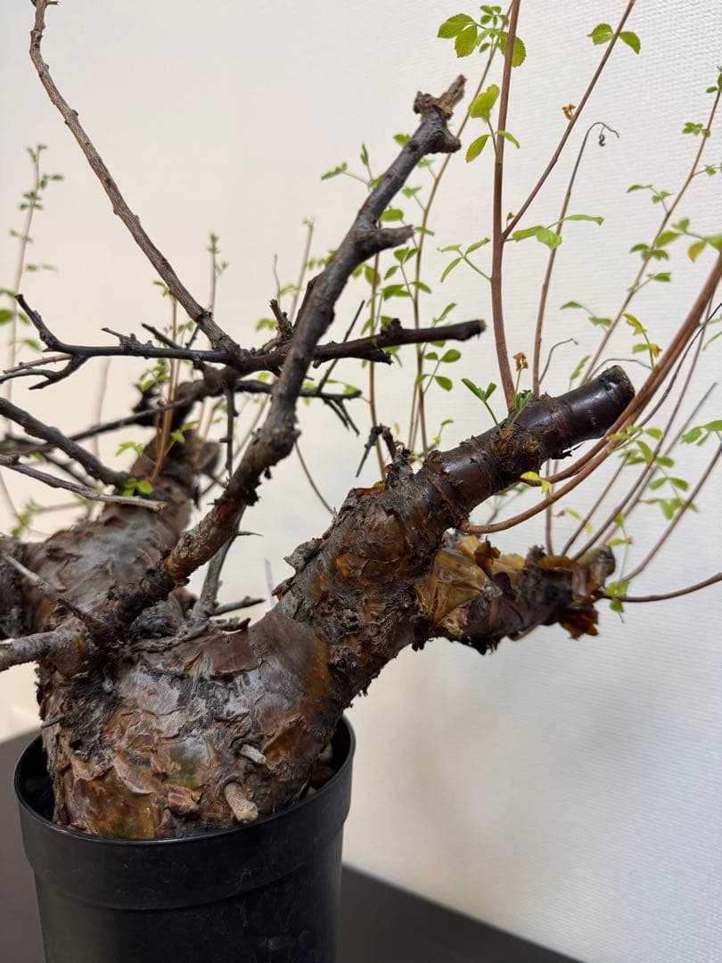 コミフォラ　ボラネンシス　現地球良型　発根済み Commiphora Boranensis コミフォラ ボラネンシス 発根済現地株 F19 |