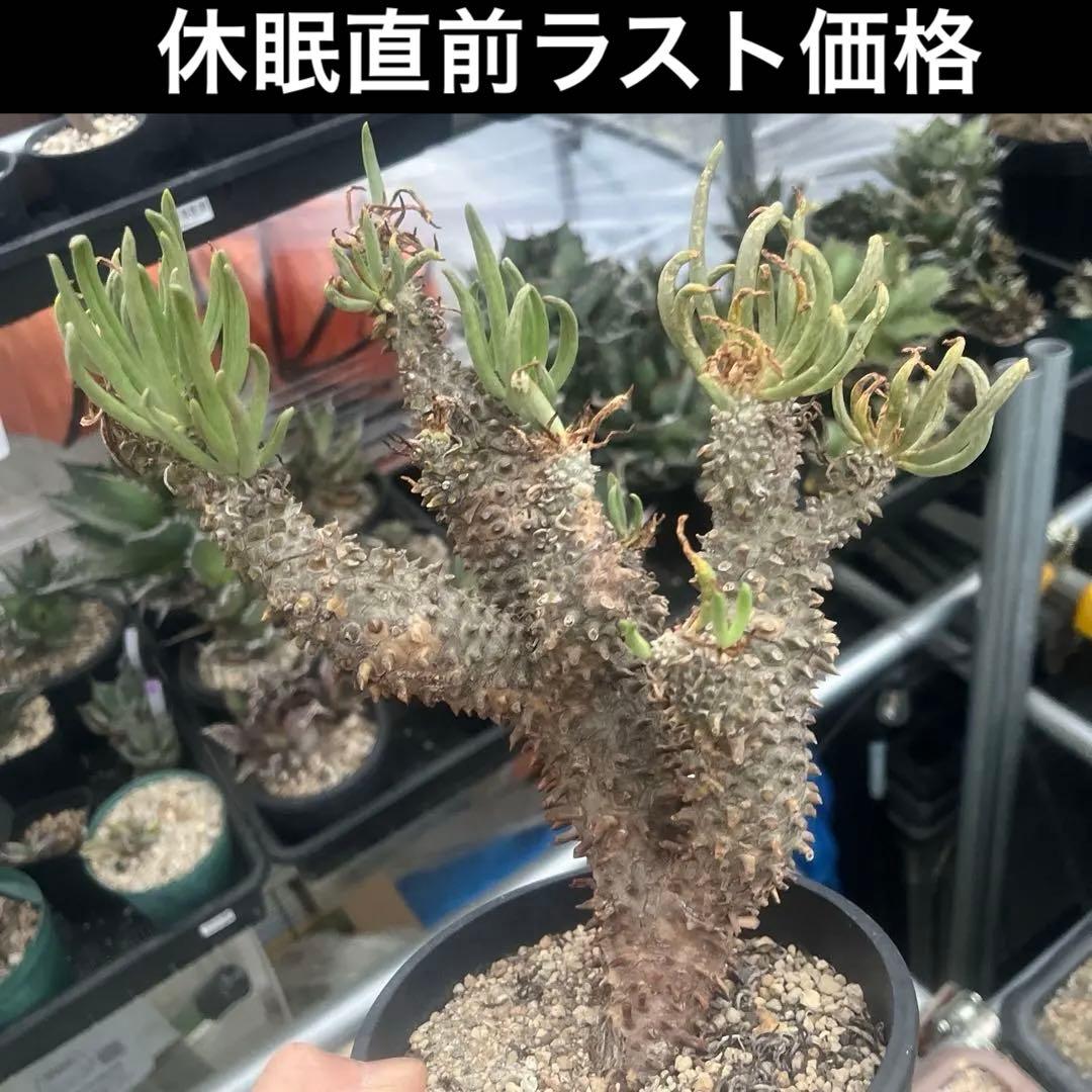 チレコドン ワリチー 大株 当方にて4回夏越し株 - メルカリ