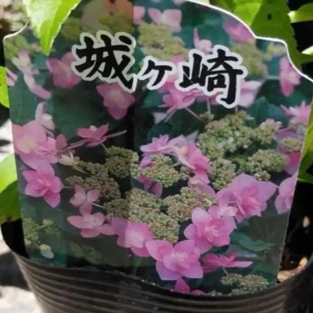 紫陽花カット枝5本 メルカリ便発送致します！ - メルカリ