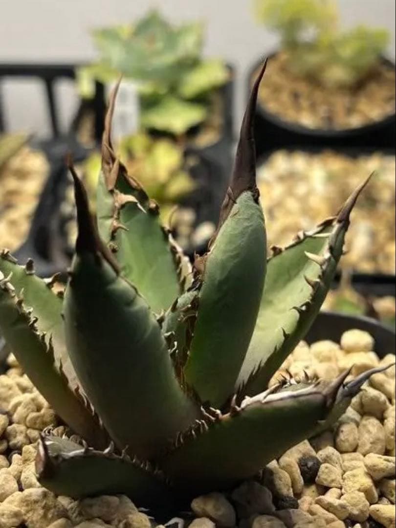 アガベ ホワイトファング 発根済み 鉢植え発送 - メルカリ