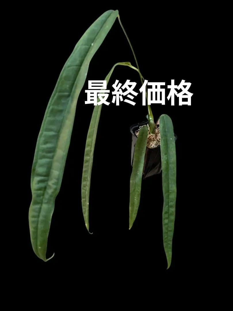 Anthurium lutheri アンスリウム 原種 ルテリー