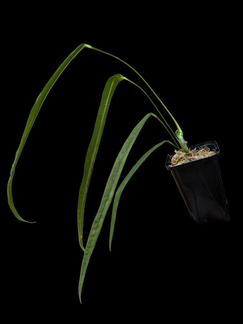 Anthurium lutheri アンスリウム 原種 ルテリー