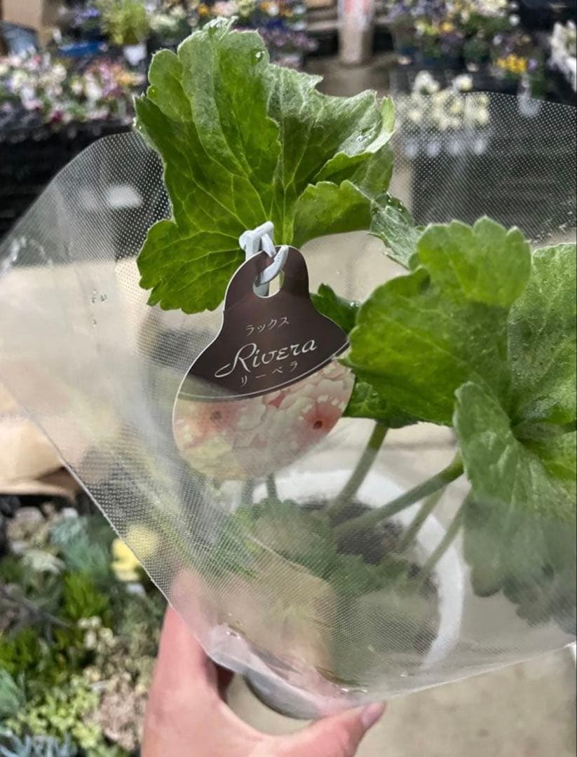 花 Lululun