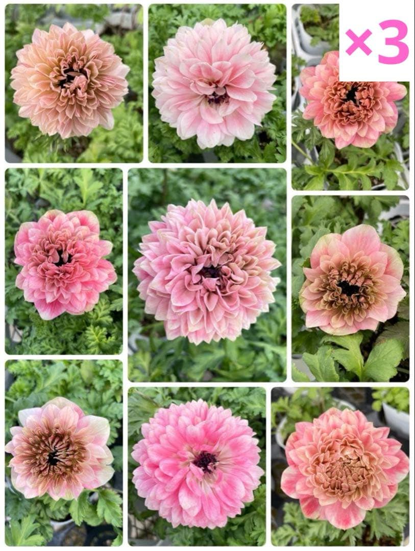 花 Lululun