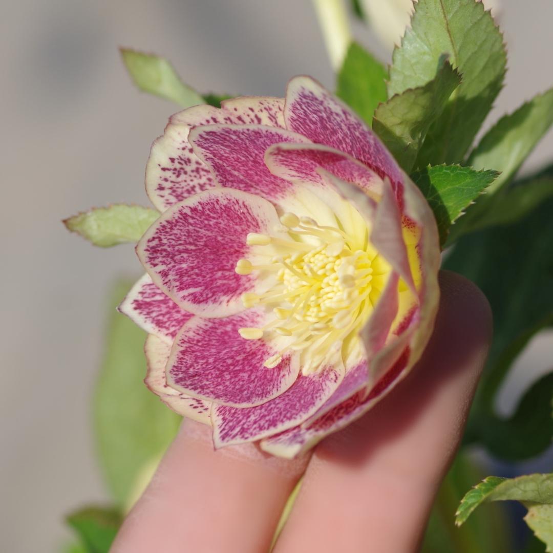 5668 認定 エクリプス クリスマスローズ開花 加藤農園 - メルカリ