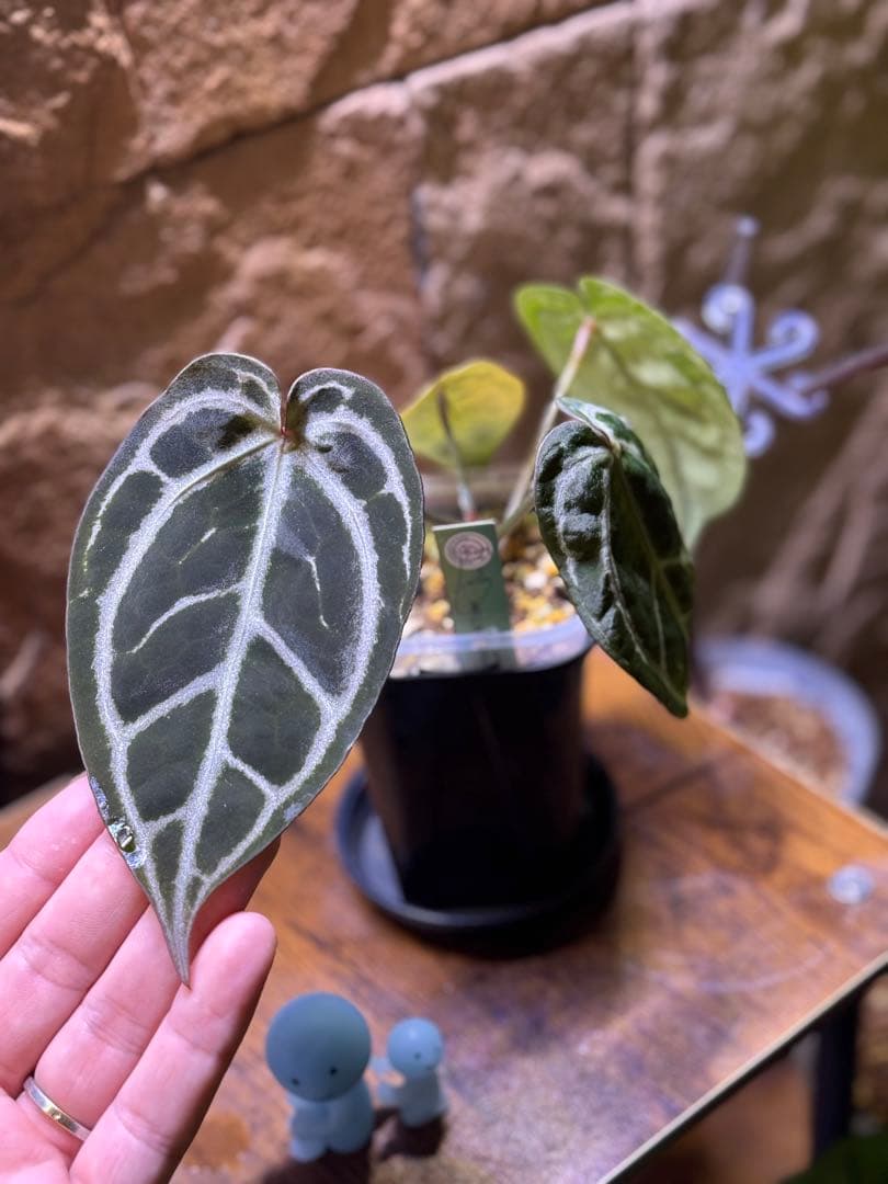 アンスリウム　Red tiger(HU) Red Tiger Secret Garden selection from Hu 🐯❤️ #anthurium