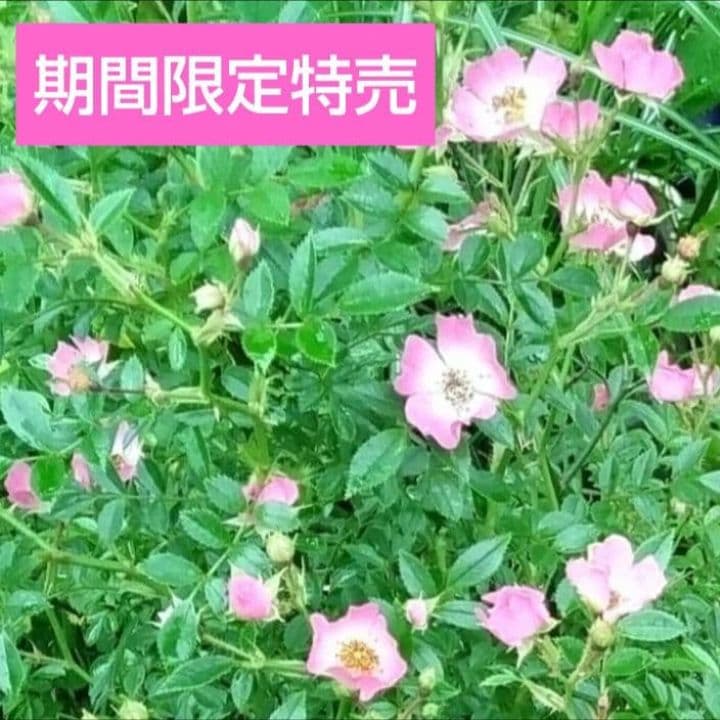 野薔薇 抜き苗 ノイバラ ピンク × 白グラデーション小花 - メルカリ