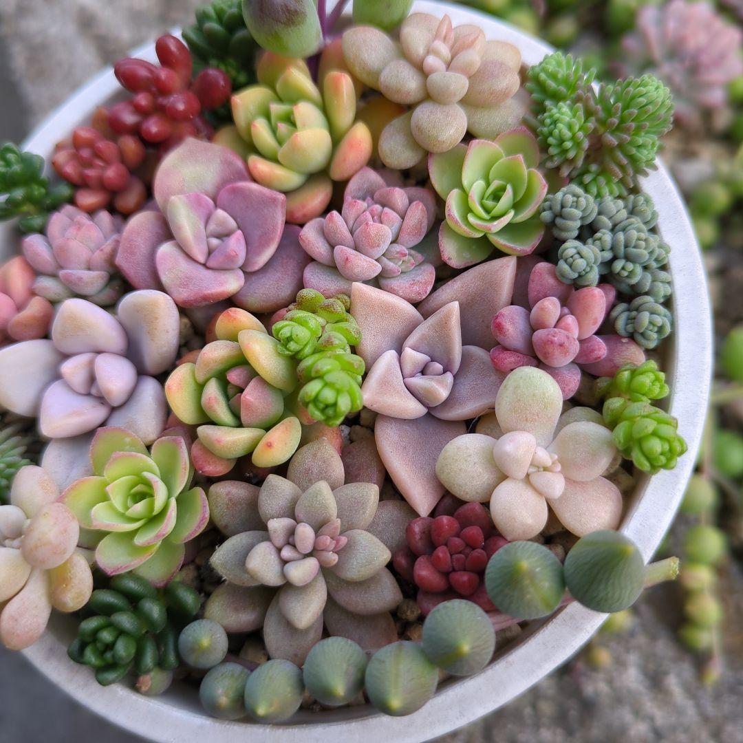 多肉植物 詰め合わせ 多肉植物 寄せ植え カット苗 - メルカリ