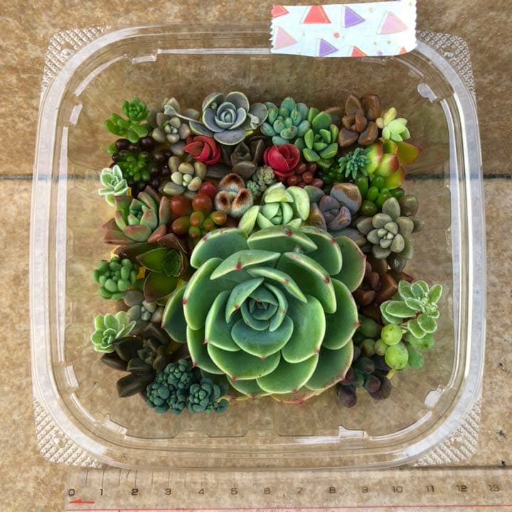 多肉植物⸜❤︎⸝‍七福神の寄せ植えセット - メルカリ