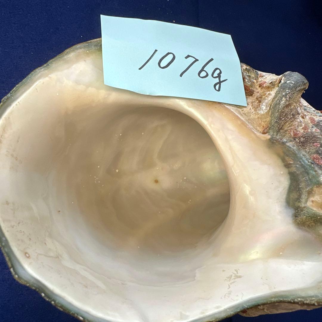 夜光貝 ヤコウ貝 まとめ売り 22個 19kg アクセサリー ルアー