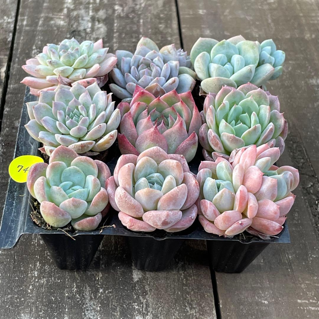 SALE❗️745 多肉植物 エケベリア ピンククリスタル等 抜き苗 9種