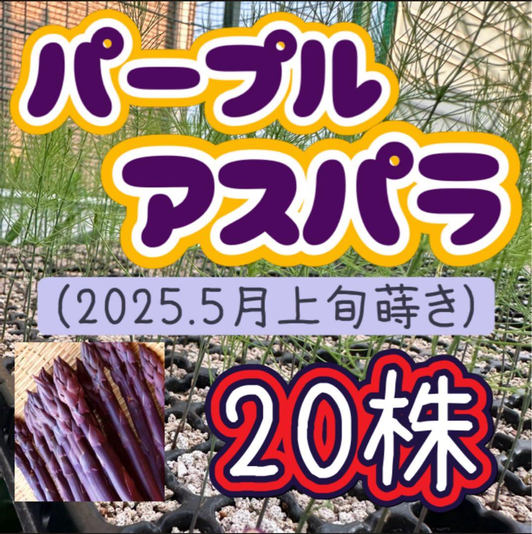 パープルタワー 育苗中農薬不使用 アスパラ 紫アスパラガス 種 『パープルタワー』 渡辺農事 | たね,葉菜の種