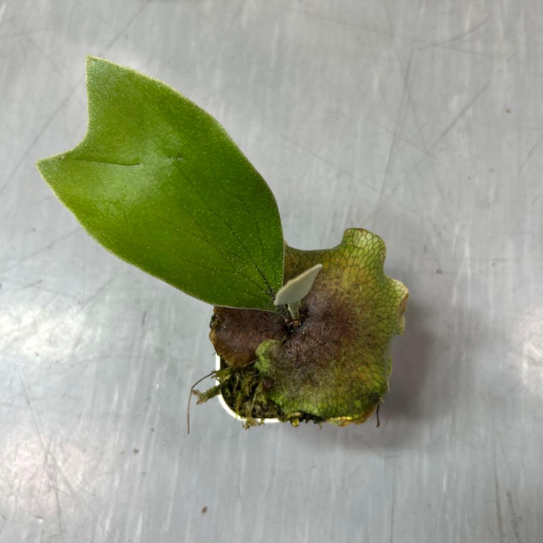 HAS.AR spore ビカクシダ ③ ビカクシダ hillii has spore - メルカリ