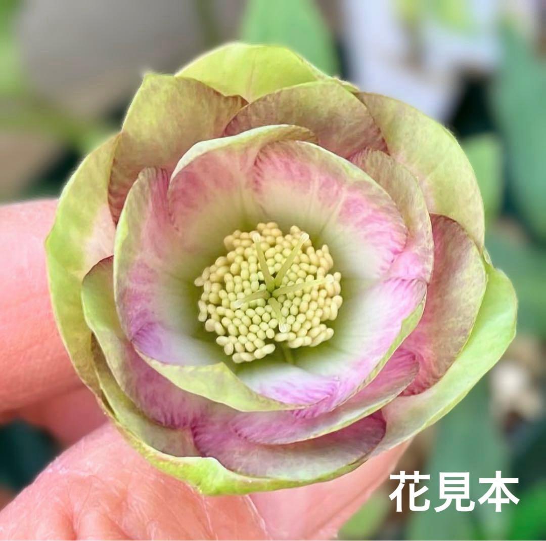 かすり桜利休風□ 曽田園芸 クリスマスローズ 今季株分け - メルカリ