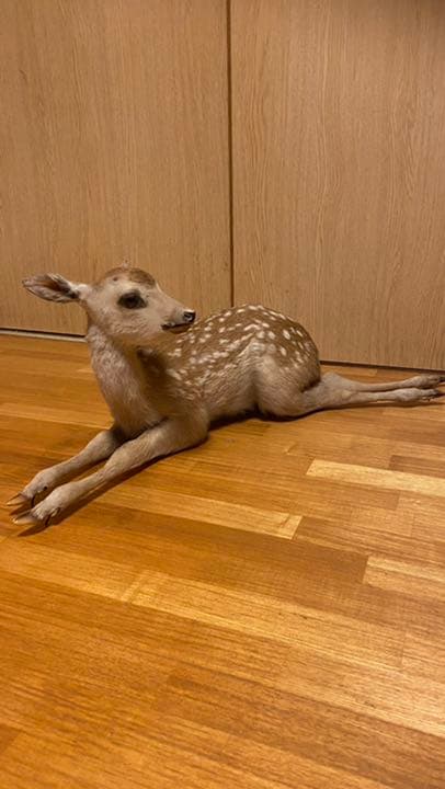子鹿 バンビ の剥製 本物 - メルカリ