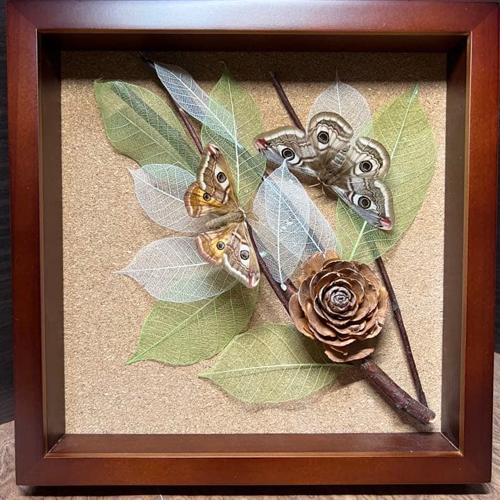 標本アート ヒメクジャクヤママユ×シダーローズ 【作家作品】薔薇