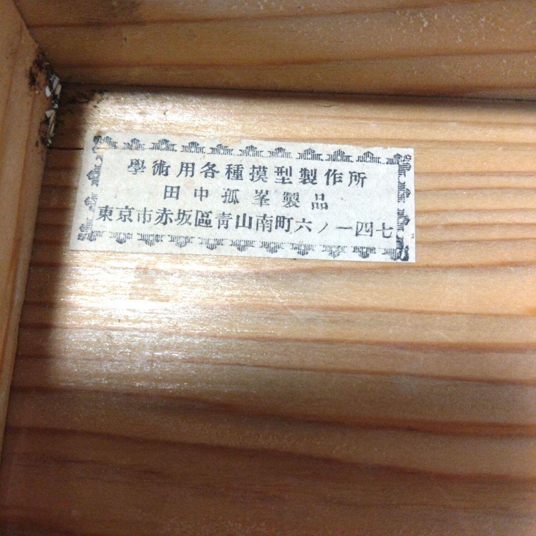 レトロな木箱入 頭蓋骨 模型 田中狐峯製品 - メルカリ