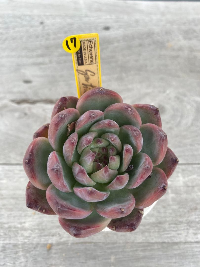 48】カリフォルニア輸入SAMリンゼアナNo.5 希少多肉植物