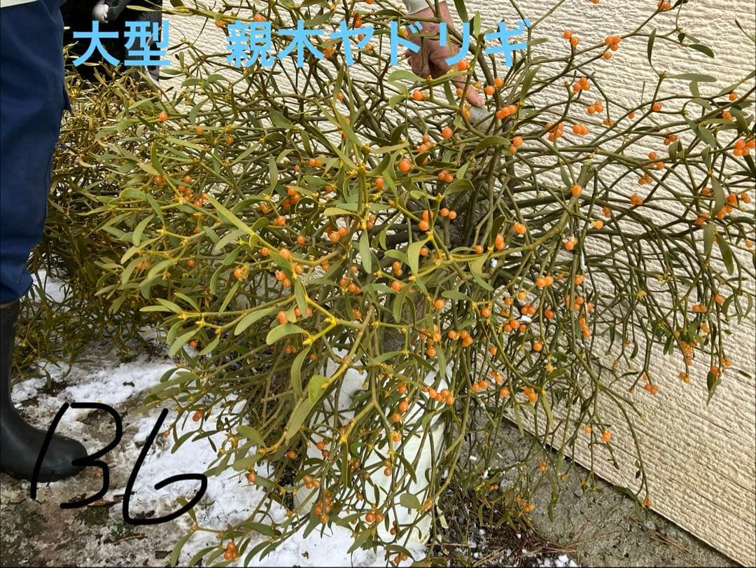 B6希少　縁起物　大型親木ヤドリギ　 ★綺麗な実たくさん❗️ B6希少 縁起物 大型親木ヤドリギ ☆綺麗な実たくさん❗️