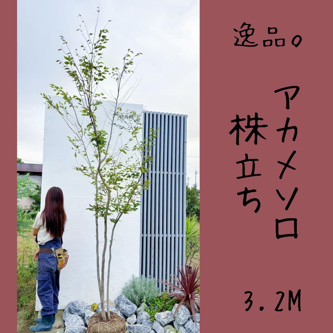 逸品。アカメソロ株立ち3.2M(鉢底から) 現品発送 アカシデ(アカメソロ)株立 樹高2.2-2.3m(根鉢含まず