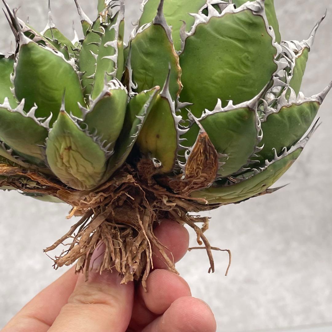 r*8様 多肉植物・アガベ・チタノタ・ホリダ・極上強刺・三頭株 アガベ