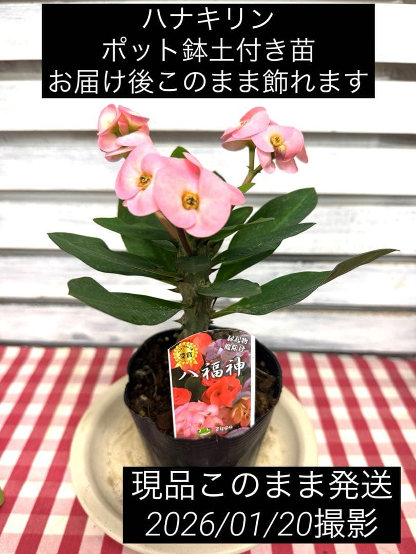 ハナキリン八福神 ポット鉢土付き苗 お届け後このまま飾れます 現品