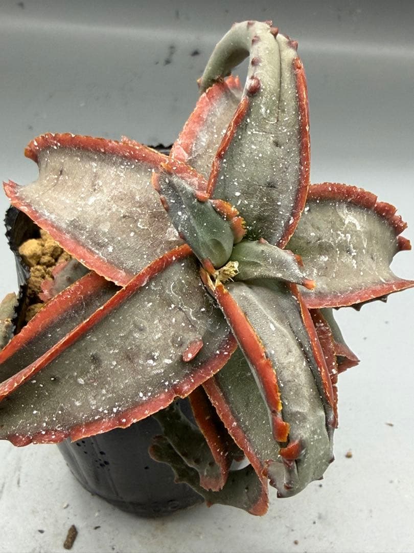 アロエ　ハイブリッド　Aloe hybrid 第四種　Fe−14 アロエ ハイブリッド Aloe hybrid 第四種 Fe−14 Aloe hybrid アロエ