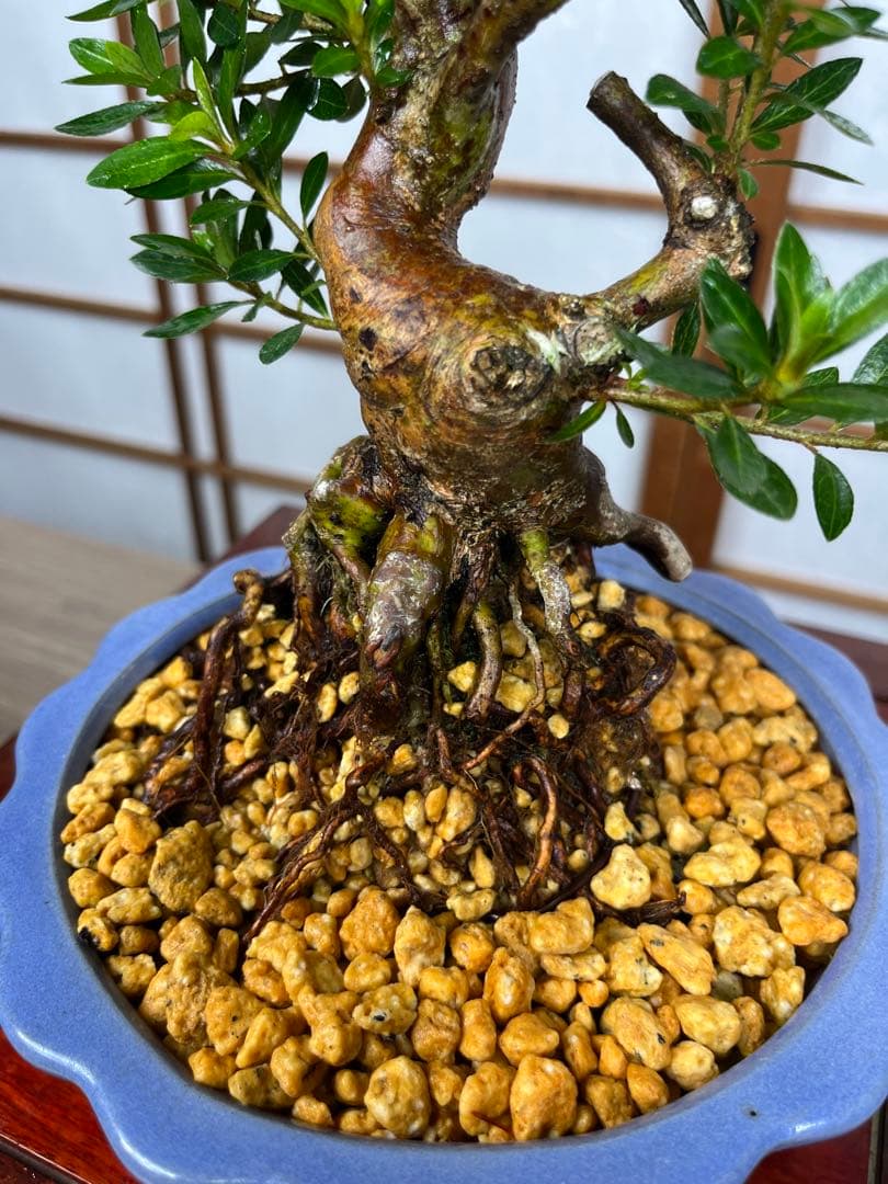 皐月 