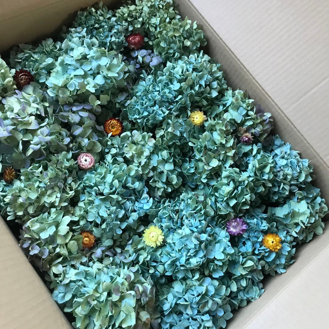 紫陽花ドライフラワー AB品 k10 120サイズ 北海道産 - メルカリ