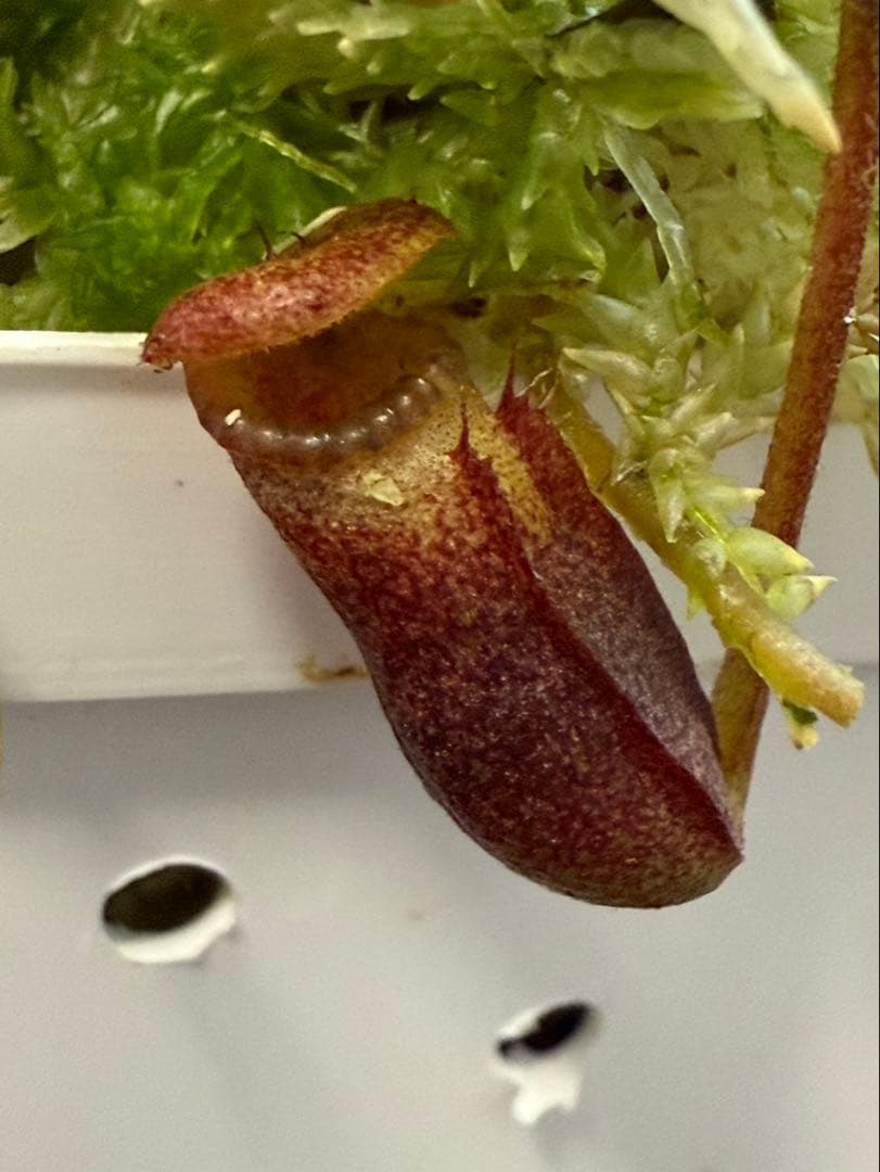食虫植物N. rajah x villosa #NNN Stock photo of Pitcher plant {Nepenthes kinabaluensis} = N. rajah