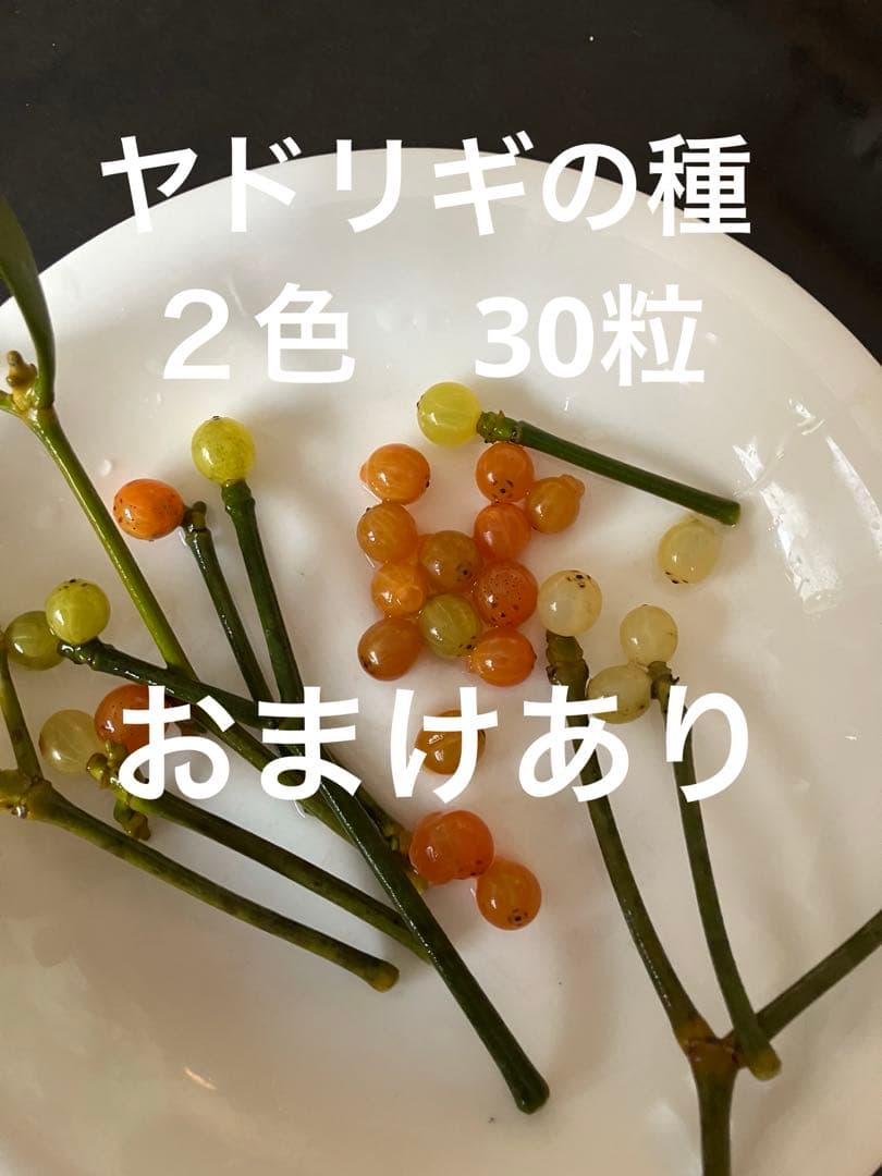 希少、縁起良い ヤドリギの種2色 30粒ぐらい ☆おまけあり - メルカリ