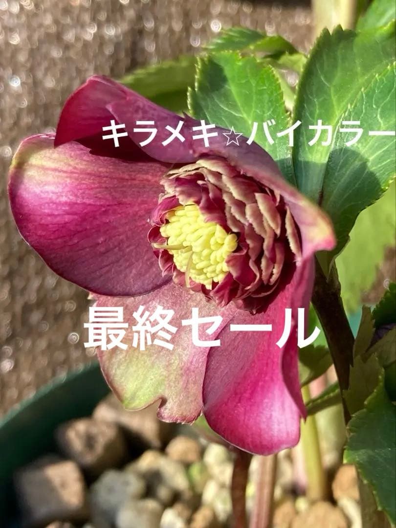 クリスマスローズ開花株 加藤農園 キラメキ⭐︎セミダブル - メルカリ