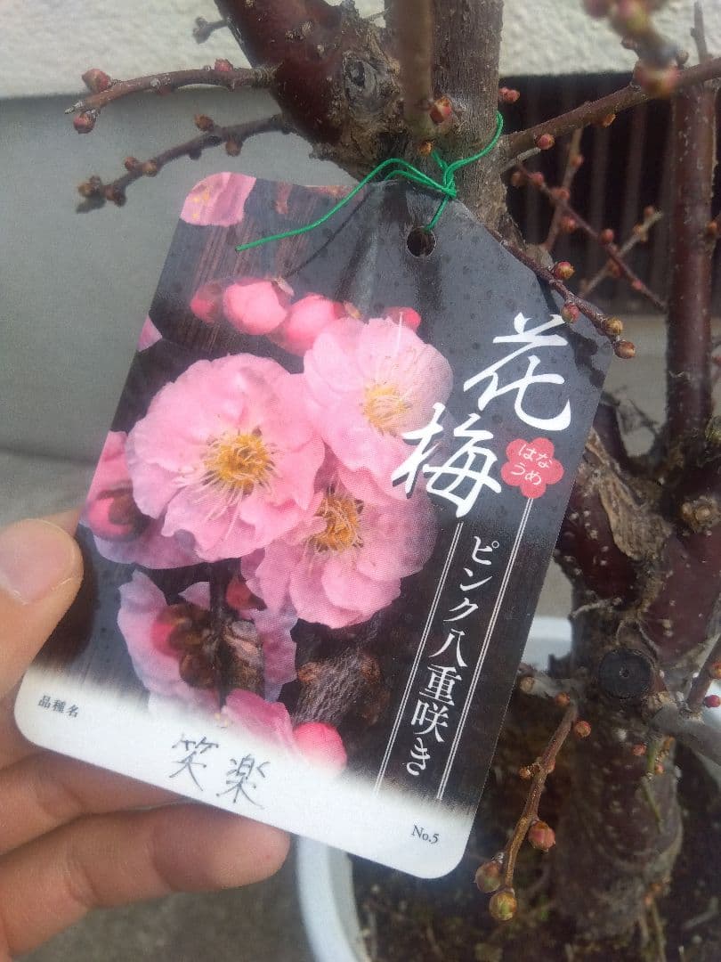 梅 盆栽 ピンク八重咲き 笑楽 7号鉢つき さ