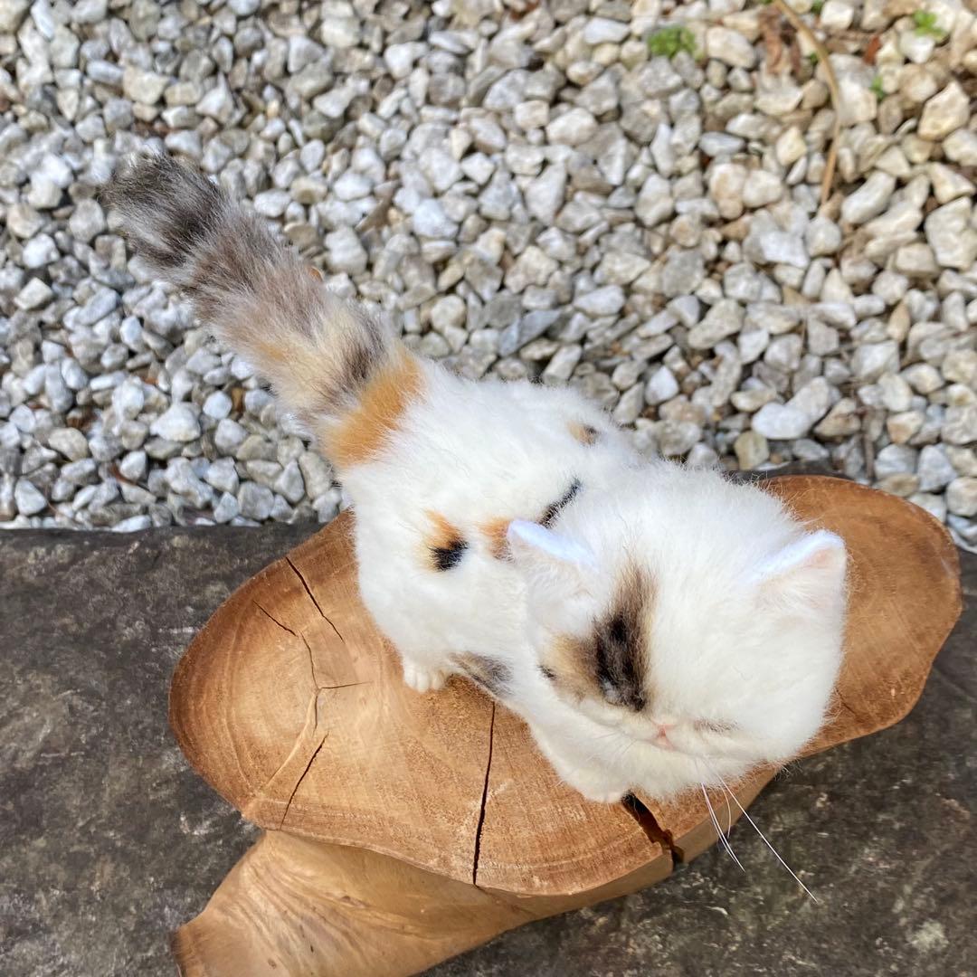 羊毛フェルト猫 全身タイプ リアル可愛い三毛のエキゾチックショート